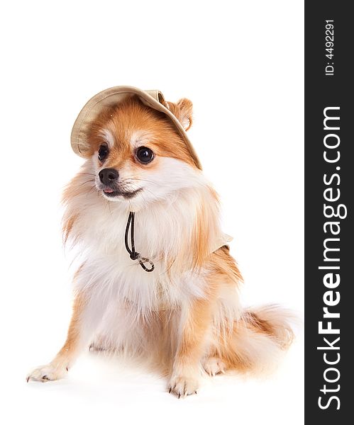 Portrait of a fluffy Pomeranian Puppy in her hat.  Isolated on white. Portrait of a fluffy Pomeranian Puppy in her hat.  Isolated on white.