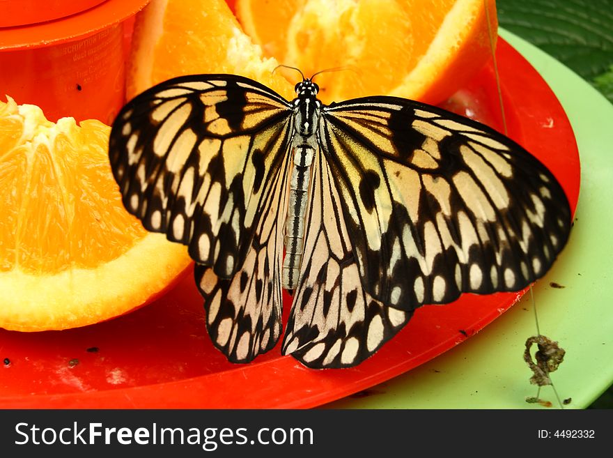 Tree Nymph butterfly feeding on oranges