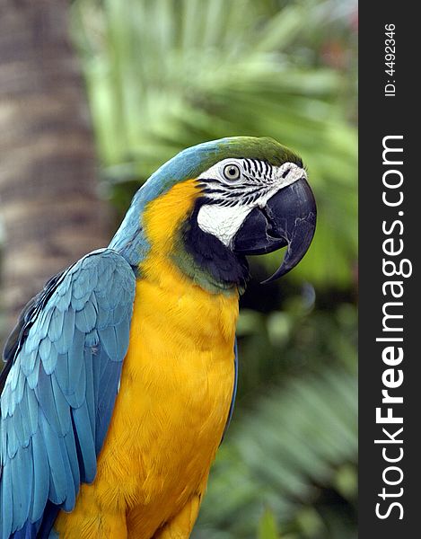 Trained tropical parrot in Radisson Hotel in Aruba