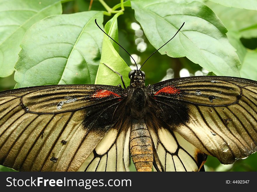 Close up on a papilio butterfly