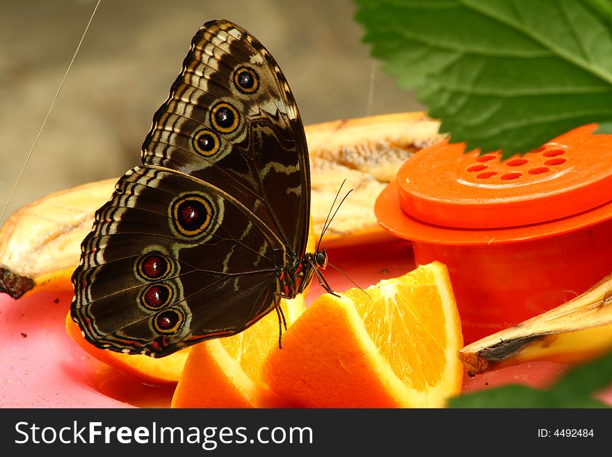 Close up of a buckeye butterfly resting on an orange