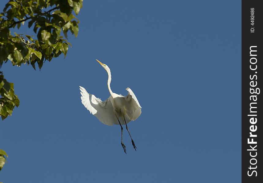Great white eegret landing in a tree.  Fern Hill OR