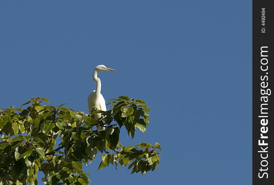 Egret perched