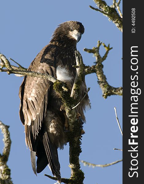 Juvenile bald eagle