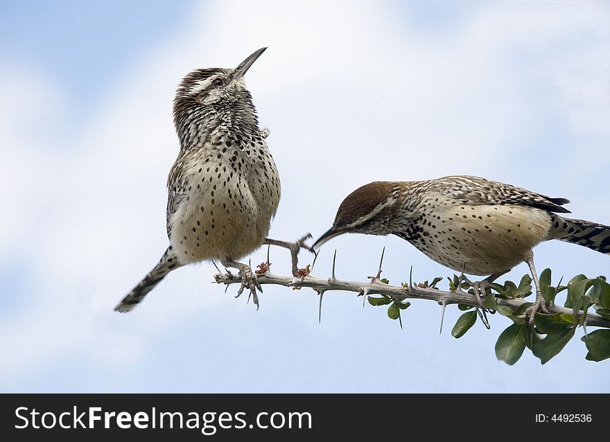 Two desert birds in mating ritual. Two desert birds in mating ritual