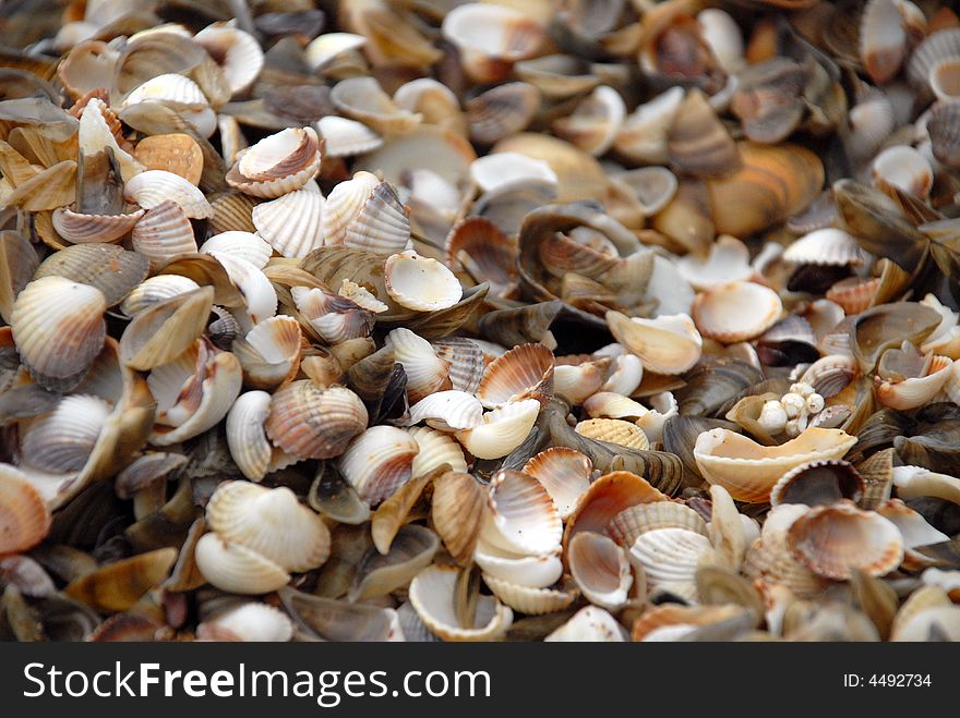 Close up photo of caspian sea shells