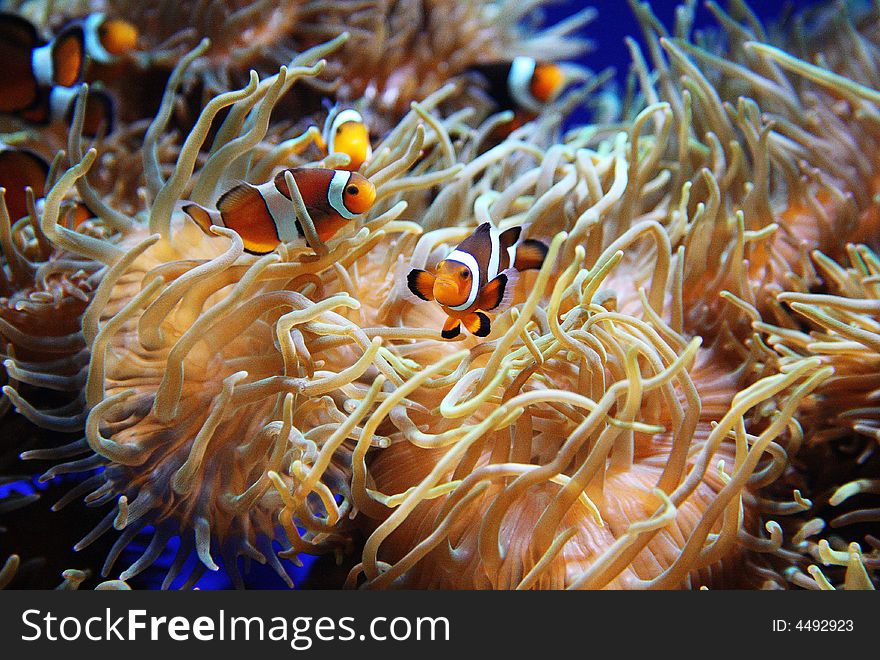 Nemos in the sea tropical water. Nemos in the sea tropical water