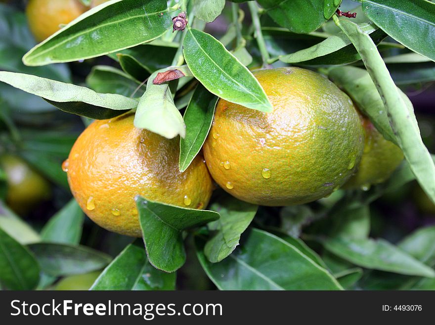 Fresh, wet lemons on a lemon tree. Fresh, wet lemons on a lemon tree.