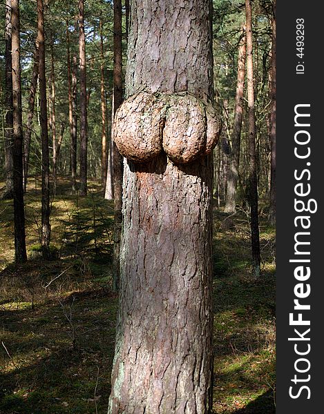 Breasts On Pinetree