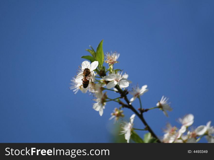 Close up of cherry flowers on a branch with an insect bee. Close up of cherry flowers on a branch with an insect bee