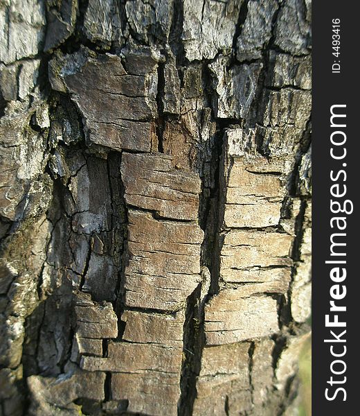 Photo of beautiful old tree bark