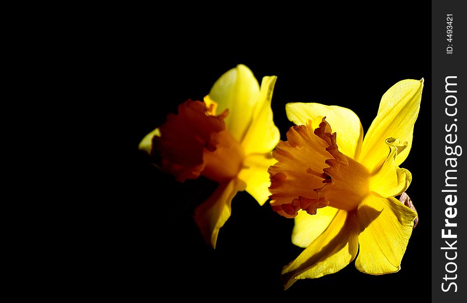 Simple elegant narcissus composition in a dramatic light with copy space for message