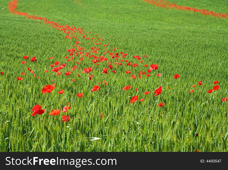 Spring poppies create a red pathway through wheat fields of Le Marche, central Italy. Spring poppies create a red pathway through wheat fields of Le Marche, central Italy