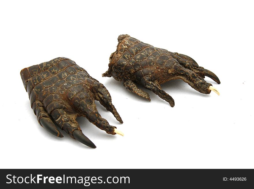 A pair of stuffed genuine crocodile feet. A pair of stuffed genuine crocodile feet