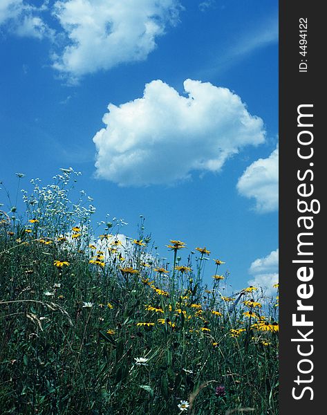 A field of wild flowers is watched over by puffy clouds. A field of wild flowers is watched over by puffy clouds