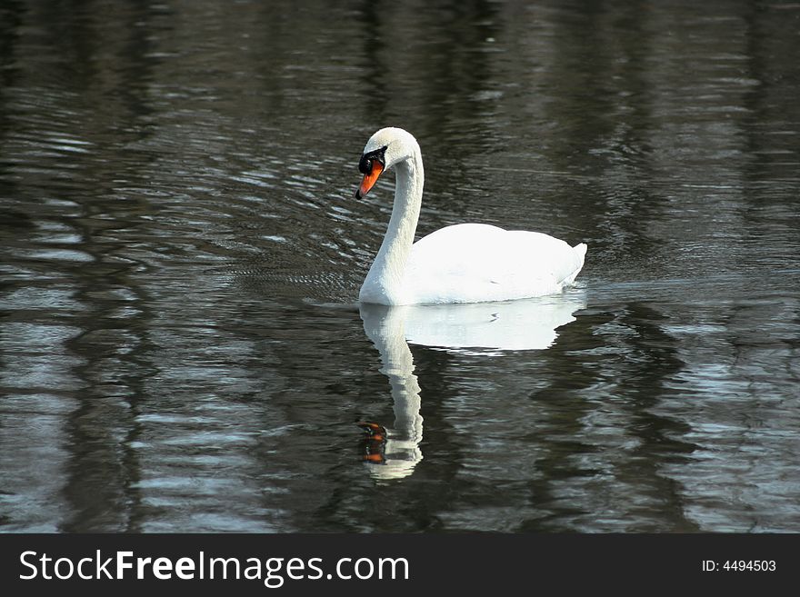 A White swan swimming in a lake