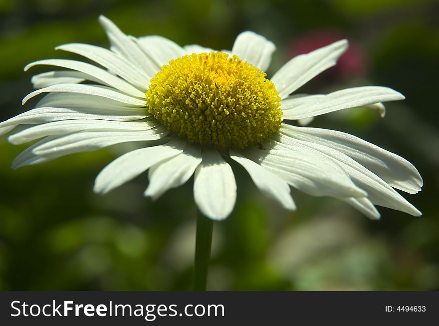 Flower Of A Camomile