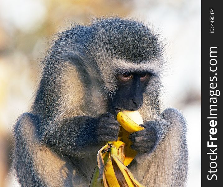 A velvet monkey eating banana
