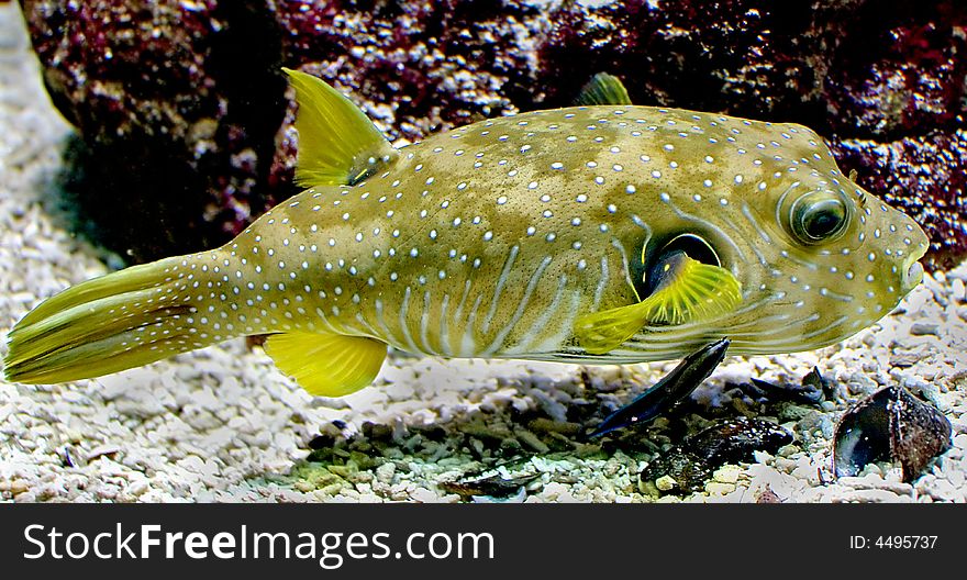 Portrait of nice tropical fish. Portrait of nice tropical fish