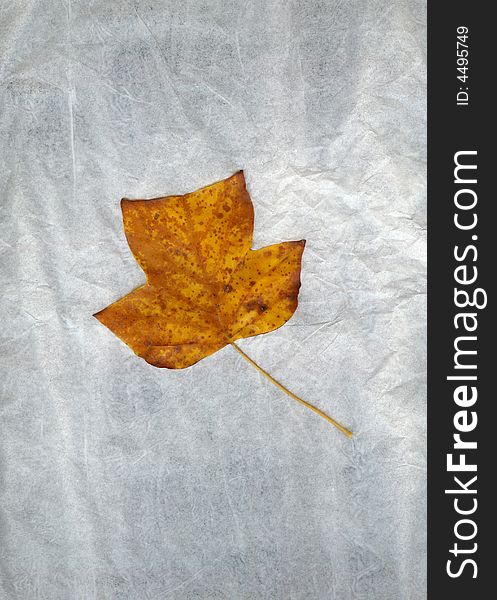Autumn leaf on charcoal background