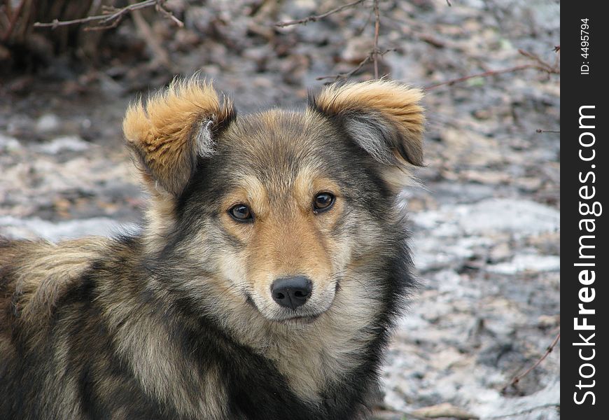 Portrait of a dog in the spring on the nature