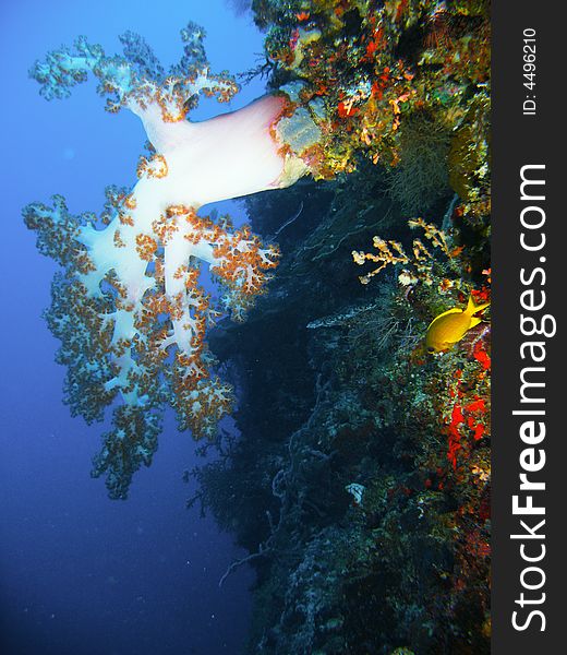 Underwater view of a pristine tropical reef with brilliantly colored hard and soft corals. Underwater view of a pristine tropical reef with brilliantly colored hard and soft corals