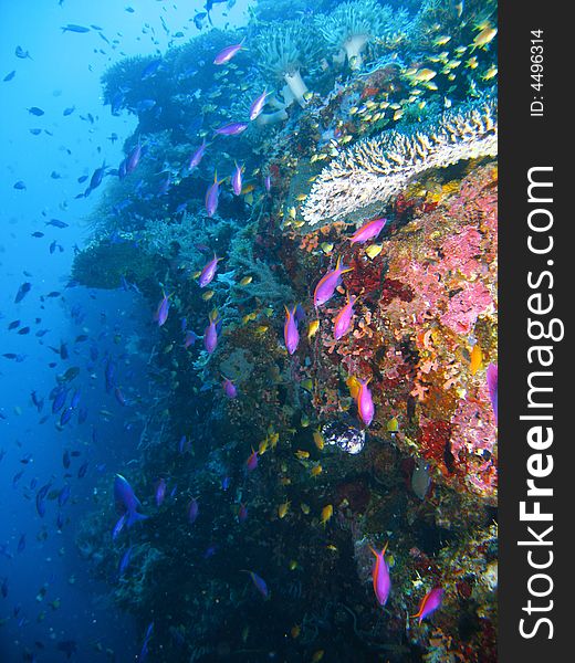 Brightly colored tropical coral reef fish swim in an underwater scuba diving adventure scene