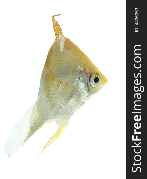 Angelfish (gold) - Isolated