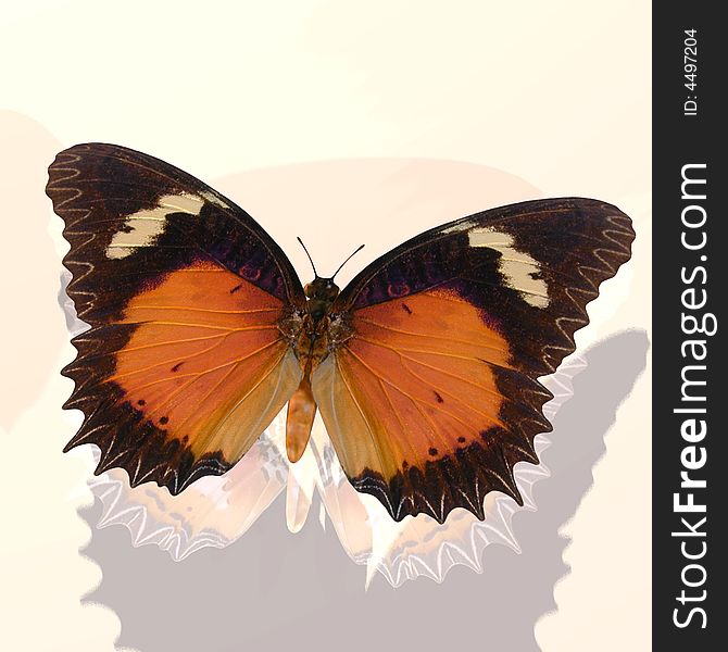 Rendered image of a beautiful butterfly - with Clipping Path. Rendered image of a beautiful butterfly - with Clipping Path