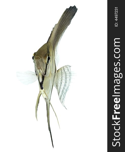 Angelfish (Pterophyllum Scalare)