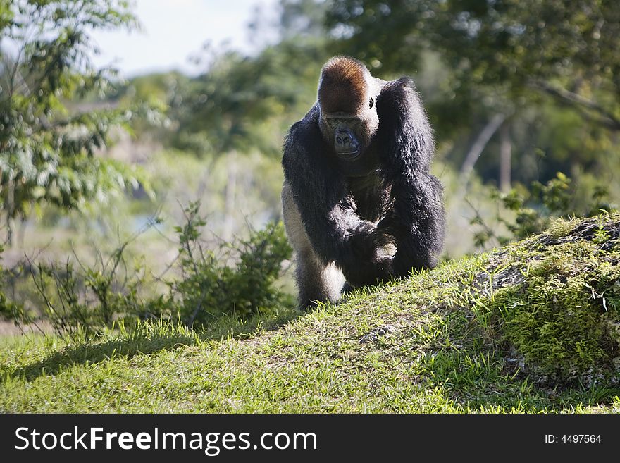 A picture of a Gorilla in the wild