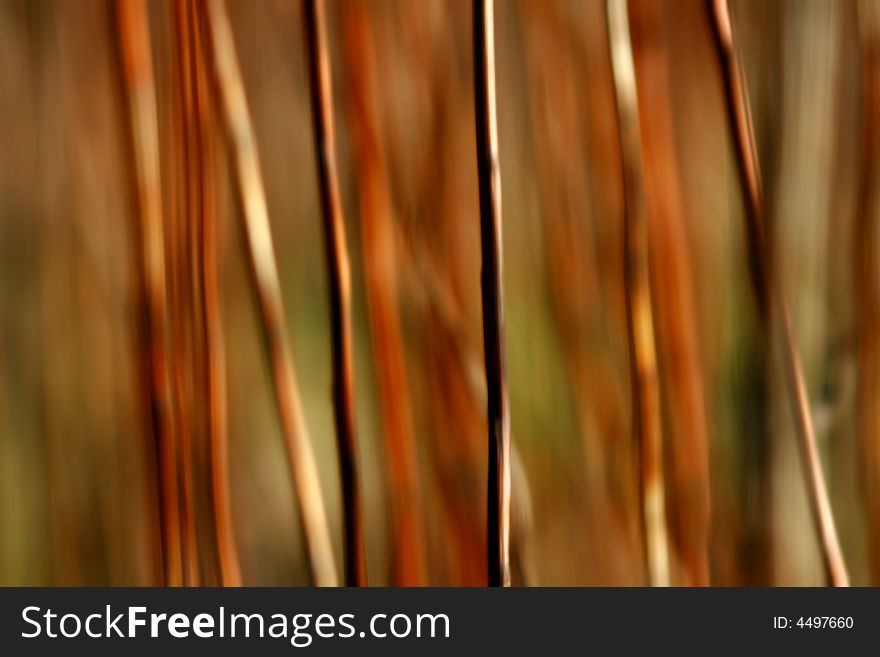 Brown and orange stems in wood. Brown and orange stems in wood