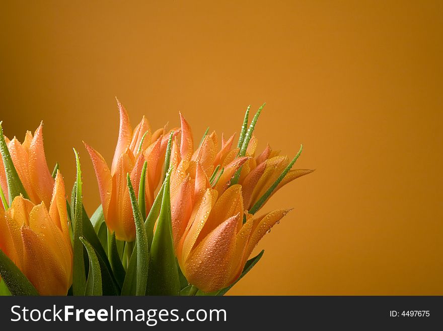 Orange tulips on orange background