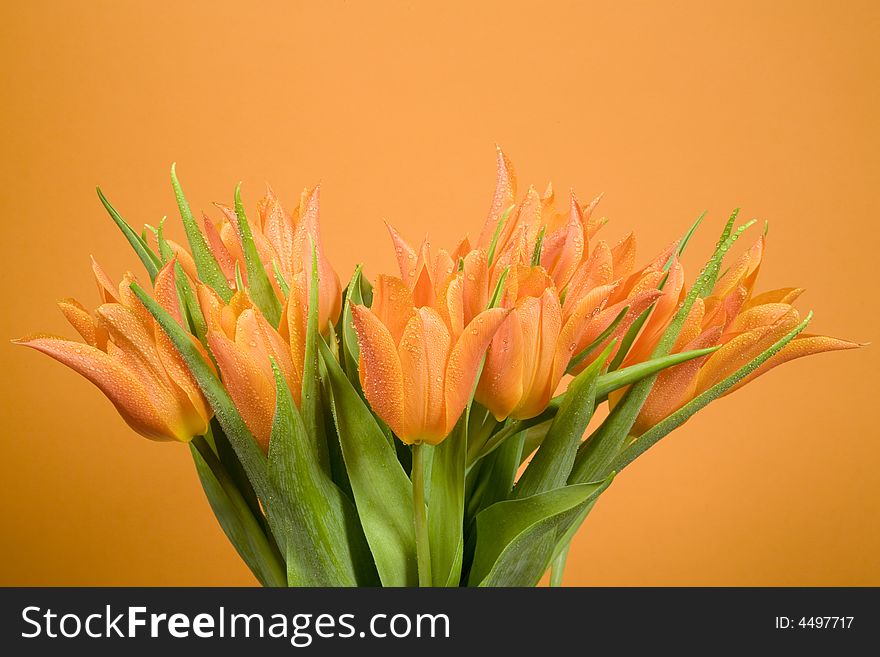 Orange tulips on orange background. Orange tulips on orange background