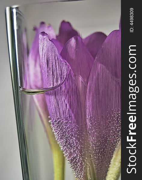 Flower of crocus with air bubles in water in glass vase. Flower of crocus with air bubles in water in glass vase