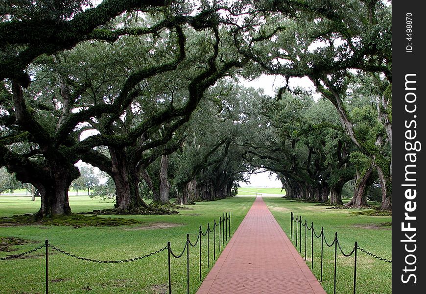 Red brick pathway receding into the background flanked by large old trees on each side. Red brick pathway receding into the background flanked by large old trees on each side