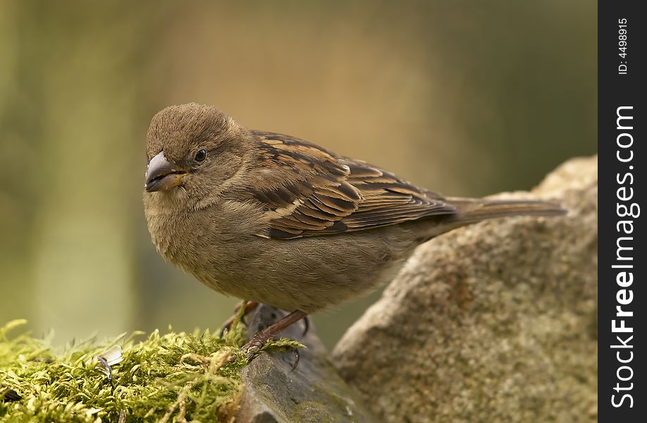 Small bird sitting on stone. Small bird sitting on stone