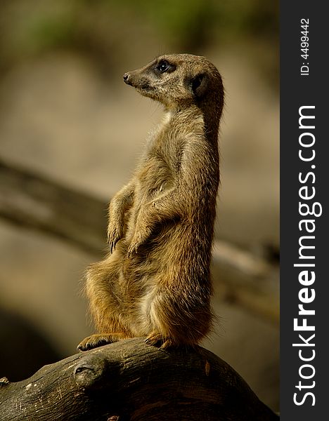 South African Suricate