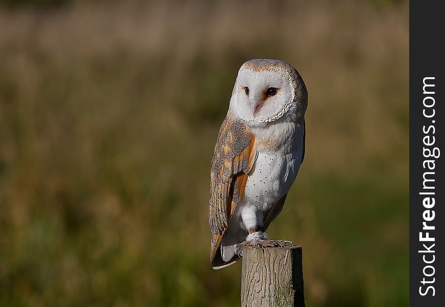 Barn Owl (Tyto alba) taken on a fence post in the outdoors