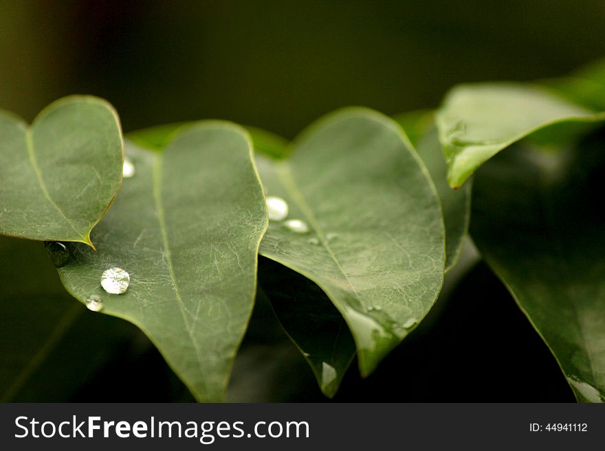 pearly waterdrops on leaf