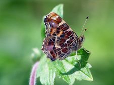 Butterfly Araschnia Levana. Royalty Free Stock Photography Butterfly Araschnia Levana. Royalty Free Stock Photography
