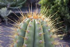 Spiky Cactus Top Royalty Free Stock Photos