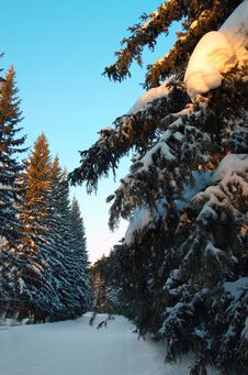 Winter Firs Stock Photo Winter Firs Stock Photo