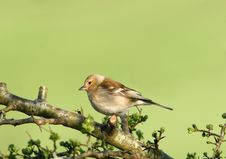 Female Chaffinch Royalty Free Stock Photos