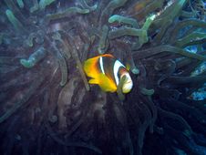 Yet Another Clownfish Royalty Free Stock Images Yet Another Clownfish Royalty Free Stock Images