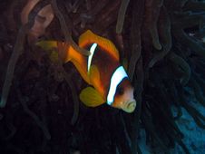 Kissing Clownfish Royalty Free Stock Photo Kissing Clownfish Royalty Free Stock Photo