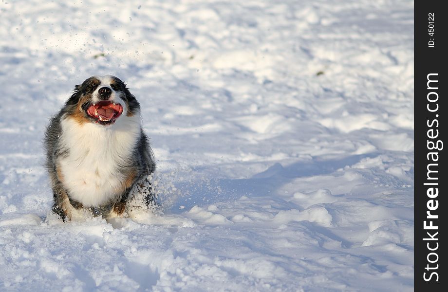 Australian Shepherd with the happiest face ever, running through snow, space on right for text. Australian Shepherd with the happiest face ever, running through snow, space on right for text