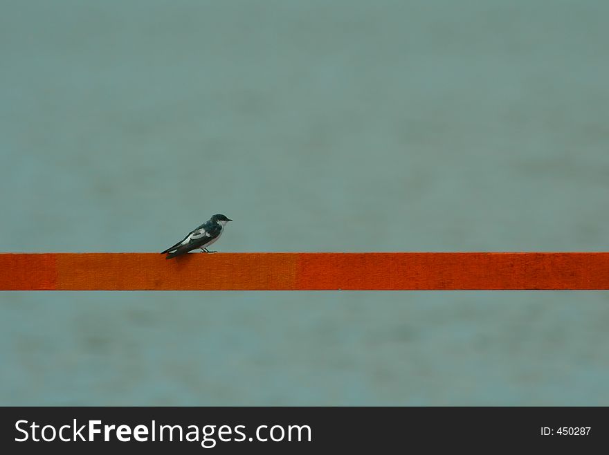 A bird-White-winged Swallow[Tachycineta albiventer]. A bird-White-winged Swallow[Tachycineta albiventer]