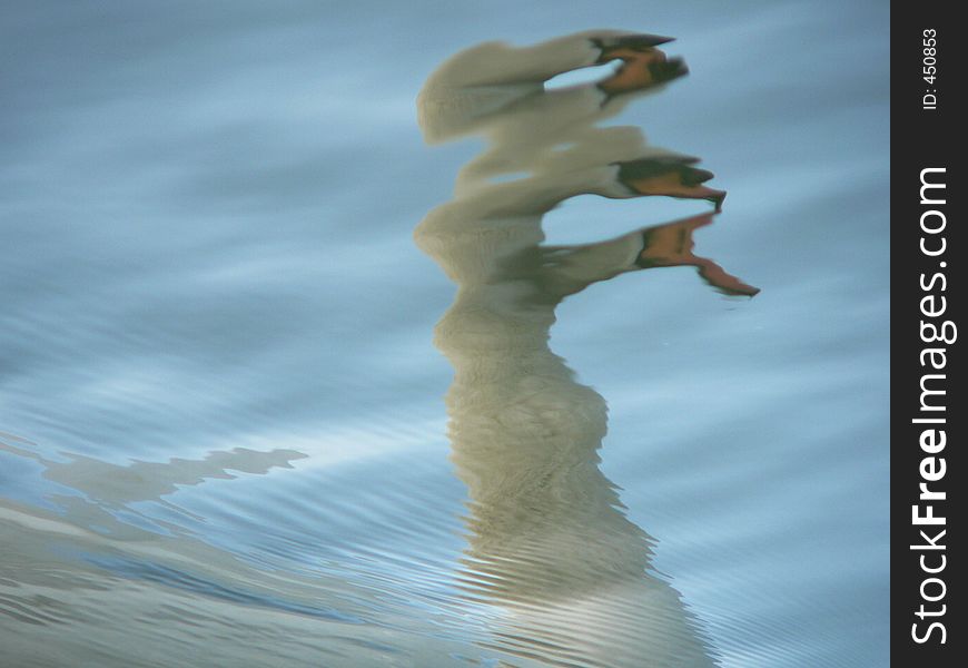 A reflection of an adult swan in the lake that it was swimming in. The Reflection is very distorted. A reflection of an adult swan in the lake that it was swimming in. The Reflection is very distorted