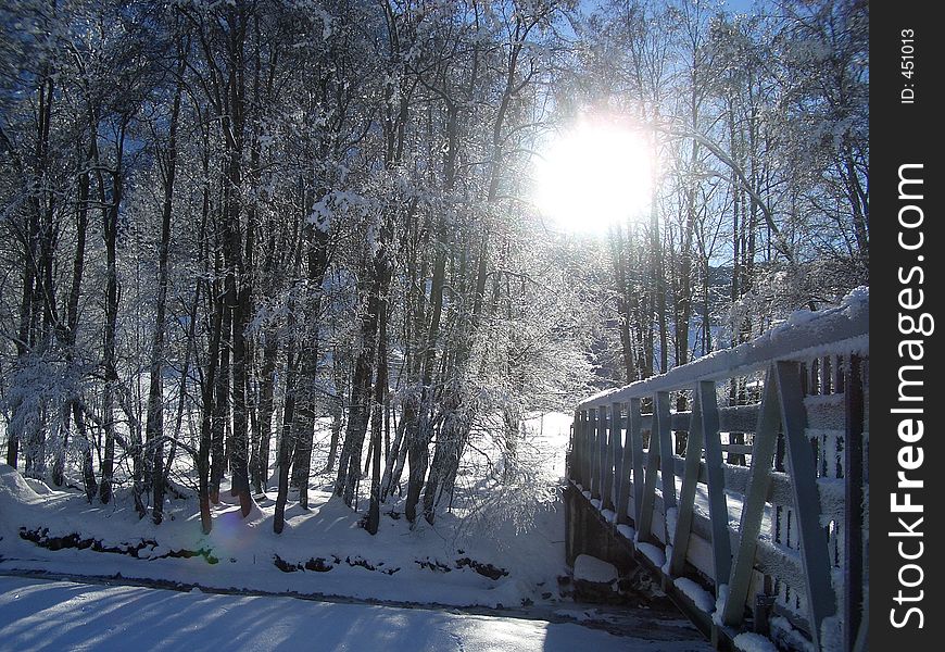 Sun shines trough the trees before a river in winter. Sun shines trough the trees before a river in winter